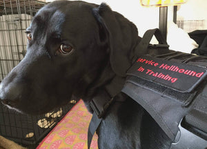 Hellhound In Training Patch / Service Dog